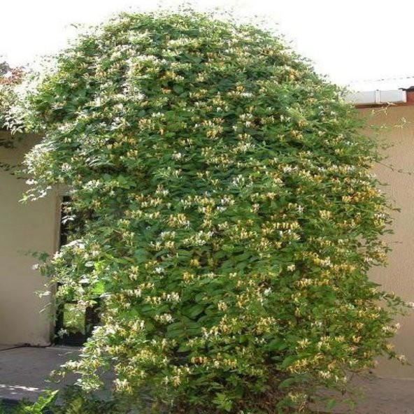 Tüplü Kokulu Lonicera Caprifolium Hanım Eli Fidanı (40-60 cm) ürün görseli 1
