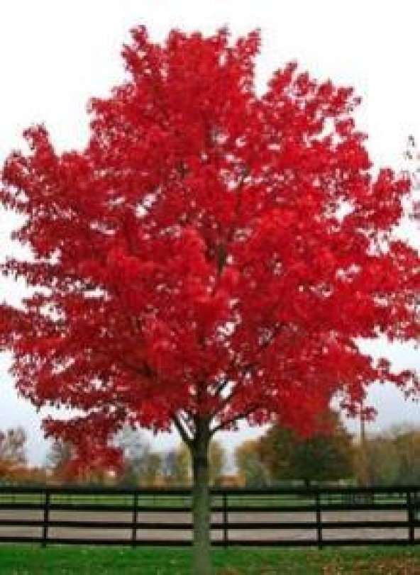 Kırmızı Renkli Akça Ağaç Fidanı (Acer Buergerianum) ürün görseli 1