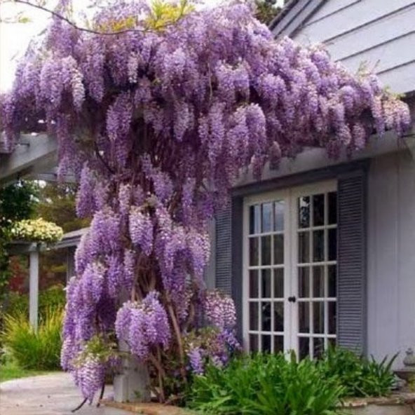 Tüplü Yoğun Kokulu Wisteria Sinensis Mor Salkım Fidanı (40-60 CM) ürün görseli 1