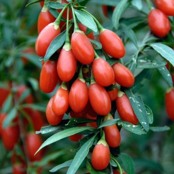 Tüplü Goji Berry Kurt Üzümü Fidanı ürün görseli 1