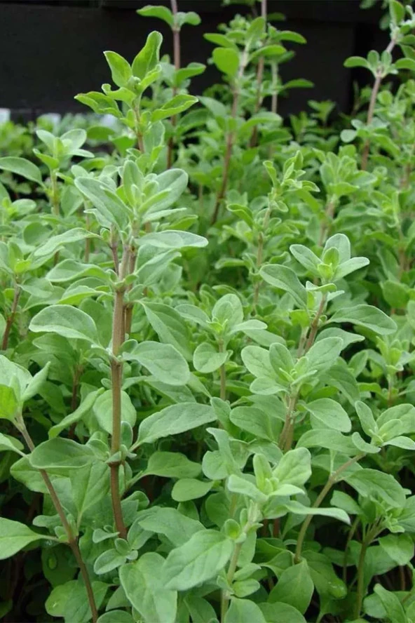 İstanbul Baharat Mercanköşk 50 gr - Resim 3
