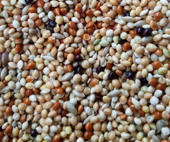 25KG KARIŞIK MUHABBET YEMİ (ÜRETİCİ YEMİ) ÜCRETSİZ KARGO ürün görseli 1