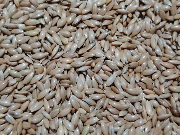 Çift Elekli Sade Kanarya Yemi 20 Kg. ürün görseli 1