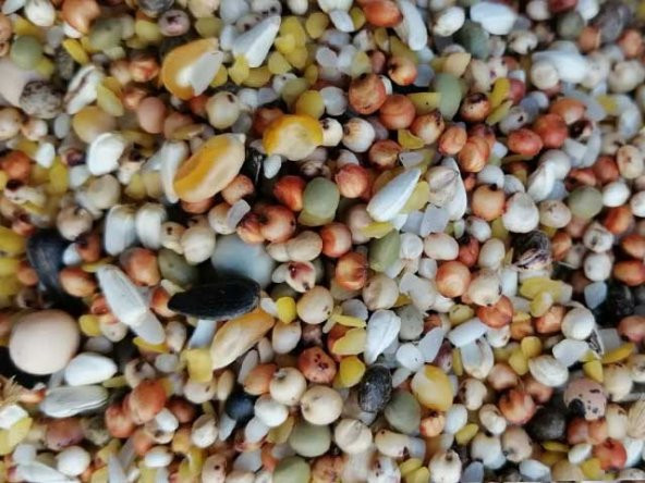 Karışık Güvercin Yemi 10 kg ürün görseli 1