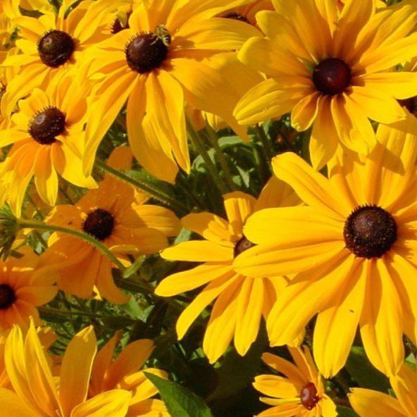 AFRİKA PAPATYASI Tohumu Yerli Rudbeckia 100 adet ürün görseli 1