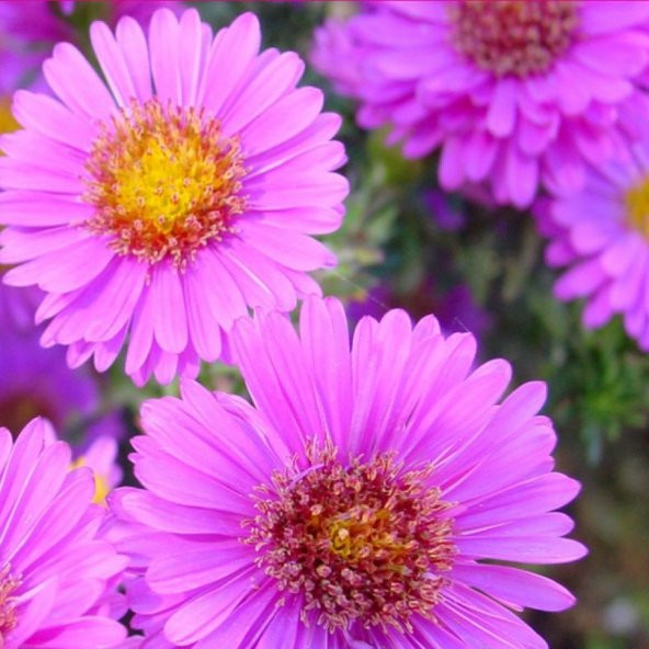DİLBER KİRPİĞİ Tohumu Yerli Aster L. 50 adet ürün görseli 1
