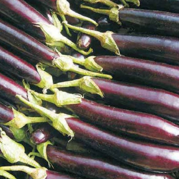 PATLICAN Tohumu Yerli HALEP KARASI 5 gram ürün görseli 1