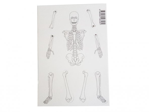Hayal İskelet Modeli - Demonte - 10 Paket ürün görseli 1