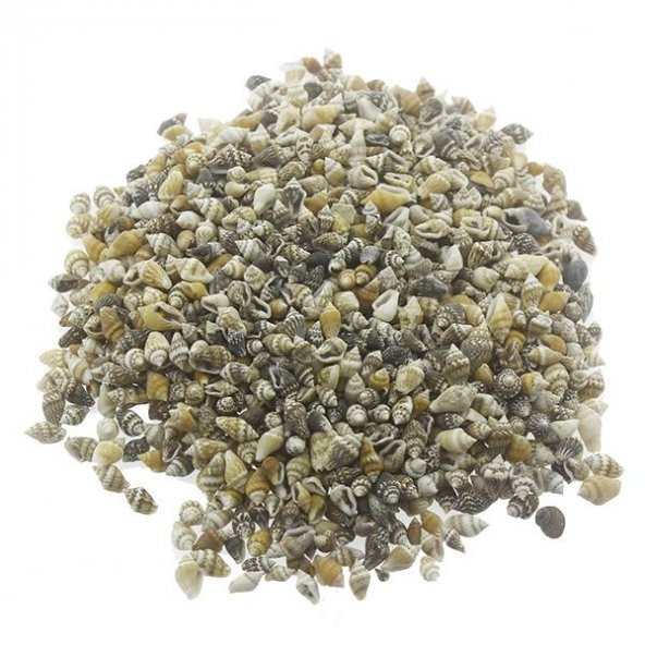 1kg Nassa Shell Deniz Kabuğu ürün görseli 1