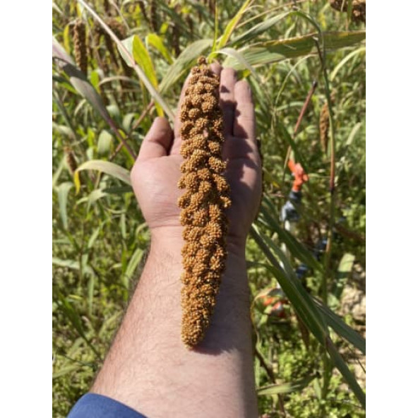 DOĞAL KIZIL DAL DARI 1 KG (TİLKİ KUYRUGU) ürün görseli 1