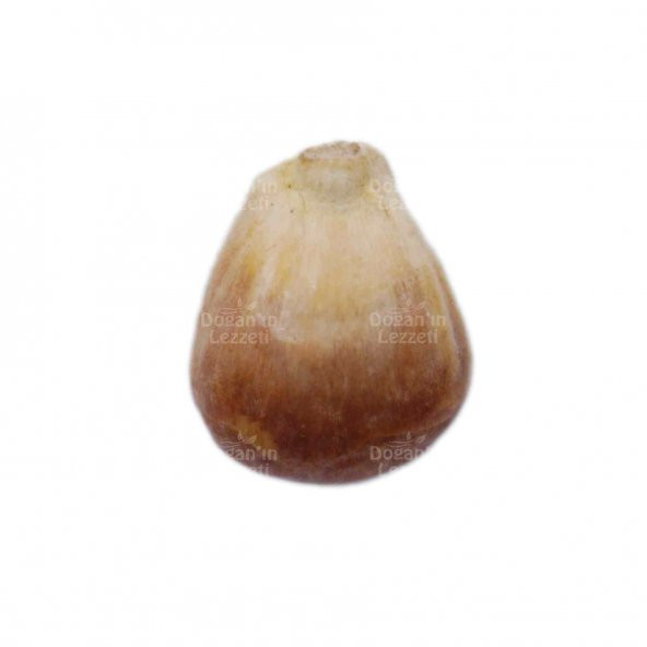 Kavurga Mısır 1 KG - Resim 2