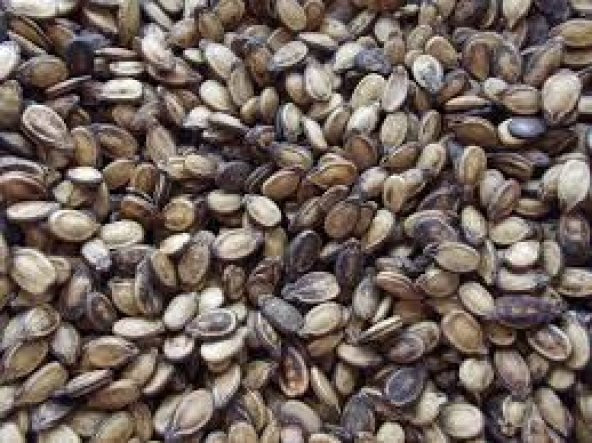 KARPUZ ÇEKİRDEK 1 KG ürün görseli 1
