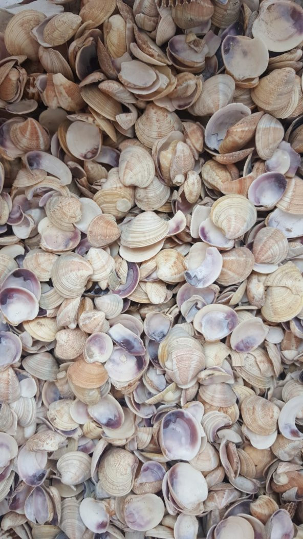 Küçük Deniz Kabuğu 500 gr. ürün görseli 1