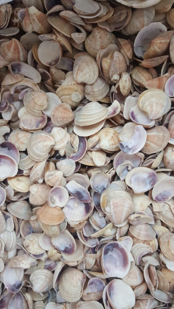 Küçük Deniz Kabuğu 500 gr. - Resim 2
