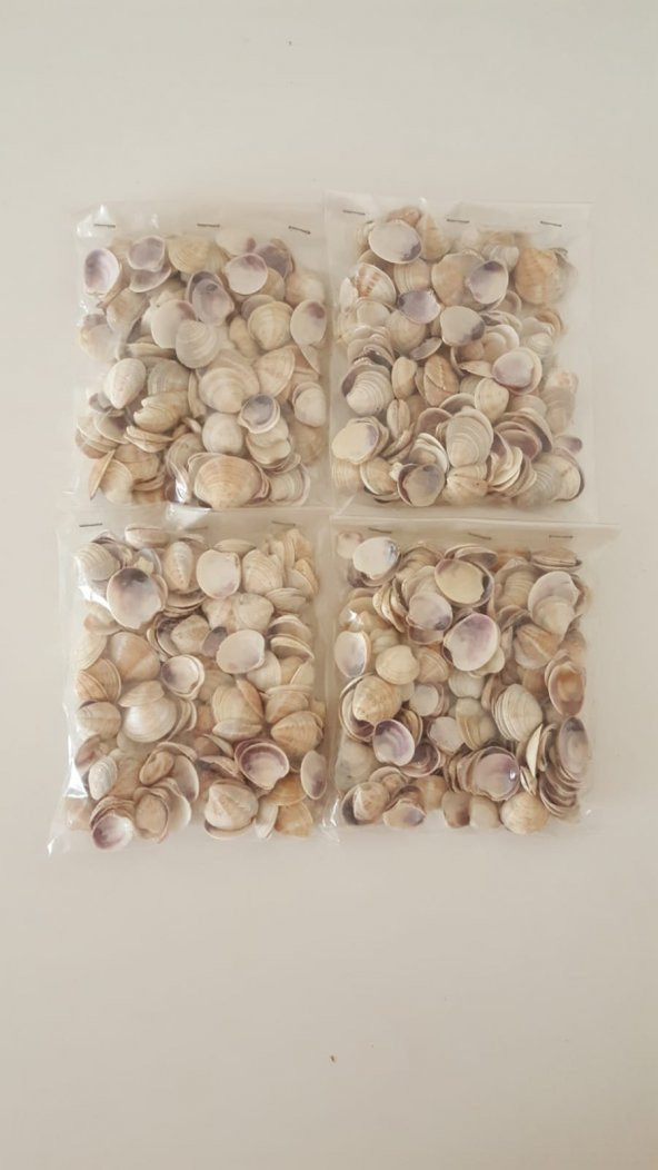 Küçük Deniz Kabuğu 500 gr. - Resim 4