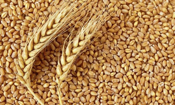Buğday 5 kg yem tavuk,hindi,güvercin ürün görseli 1