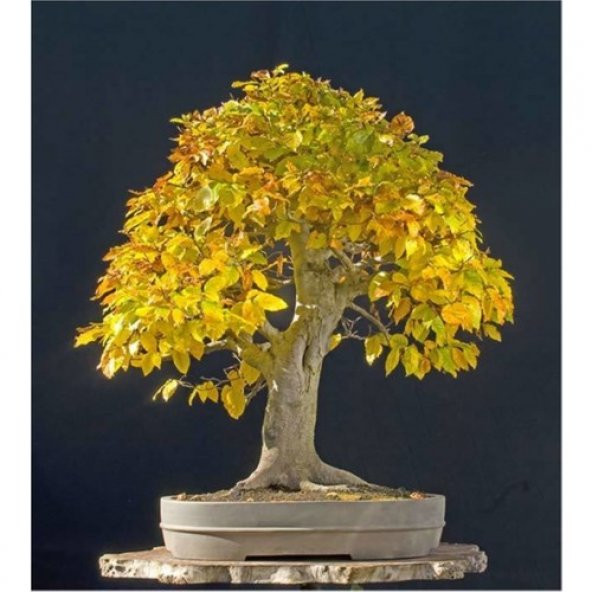 Bodur Bonsai Sarı Alıç Ağacı Tohumu 10 tohum+Saksı +Toprak+Hediye ürün görseli 1