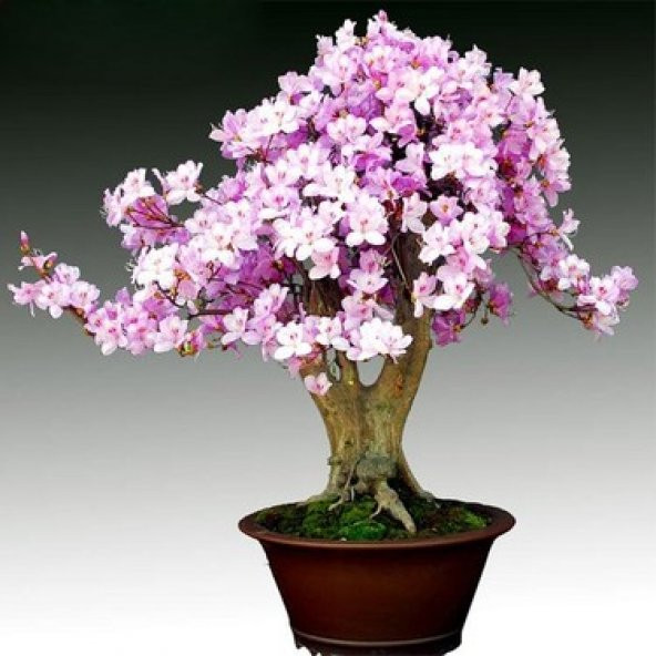 Bodur Bonsai Erik Ağacı Prunus Erik Ağacı Tohumu 2 Tohum+Hediye T ürün görseli 1