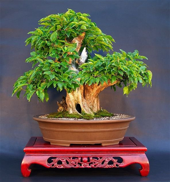 Bodur Bonsai Kızılcık Ağacı Tohumu 5 Tohum+Saksı+Toprak+Hediye To ürün görseli 1