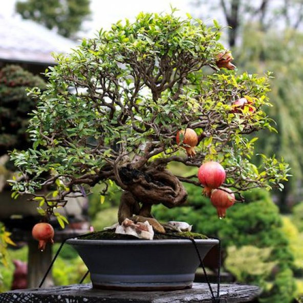 Bodur Bonsai Nar Ağacı Tohumu 5 Tohum +Saksı+Toprak+Hediye Tohum ürün görseli 1
