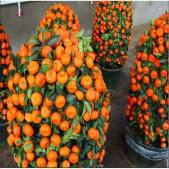 Bodur Bonsai Mandalina Ağacı Tohumu 5 Tohum+Toprak+Saksı+Hediye T ürün görseli 1