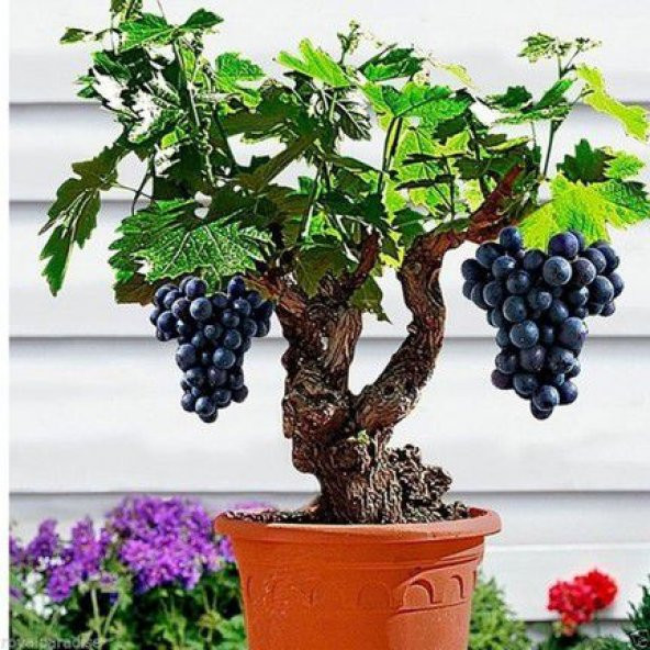 Bodur Bonsai Siyah Üzüm Ağacı Tohumu 5 Tohum +Hediye Tohum ürün görseli 1