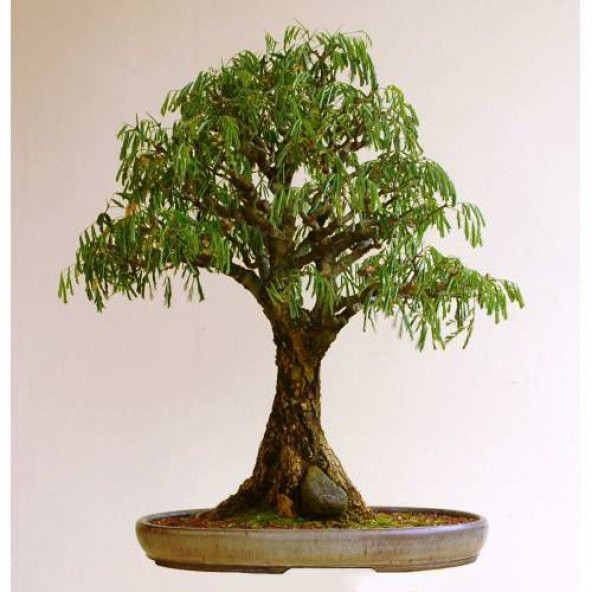 Bodur Bonsai Kıbrıs Akasyası Tohumu 5 Tohum + Süpriz Bonsai Ağacı ürün görseli 1