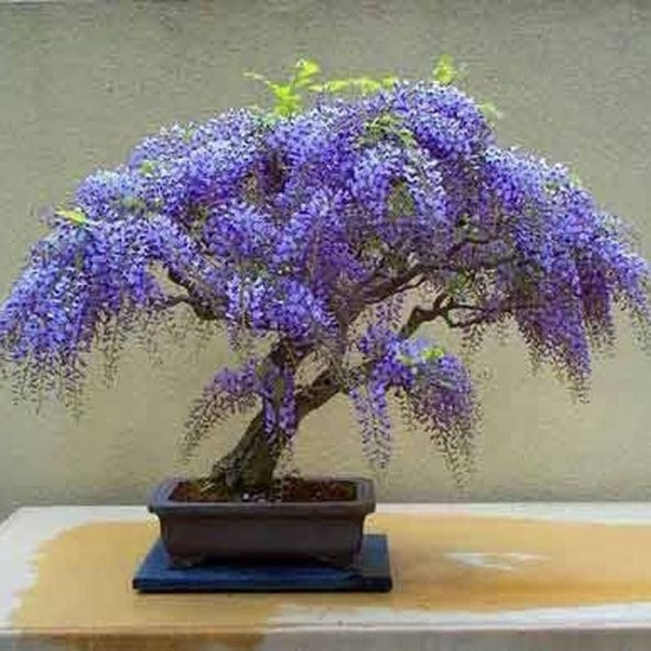 Bodur Bonsai Jakaranda Ağacı Tohumu 5 Tohum + Toprak+Saksı+Hediye ürün görseli 1