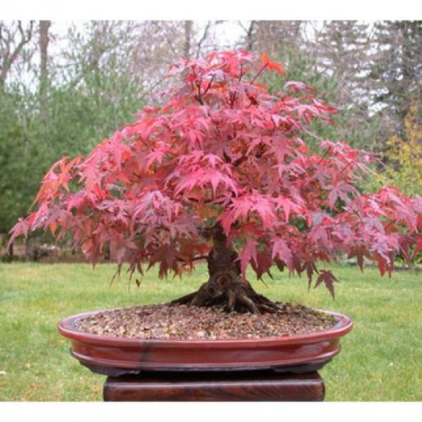 Bodur Bonsai Flamingo Ağacı Tohumu 5 Tohum ToprakSaksıHediye T ürün görseli 1