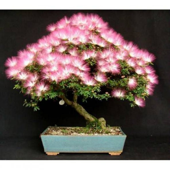 Bonsai Gülibrişim Ağacı Tohumu 5 tohum + Set Toprak + Saksı+Hediy ürün görseli 1
