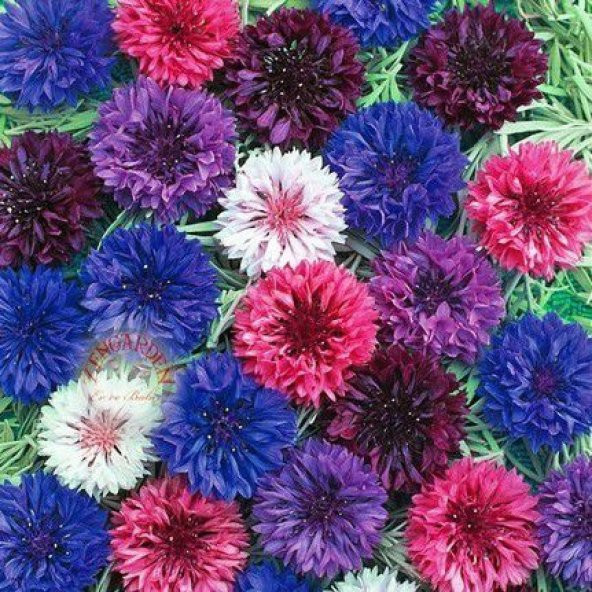 Kontur Çiçeği Tohumu Çiçek Tohumu 10 Tohum + Süpriz Hediye Tohum ürün görseli 1