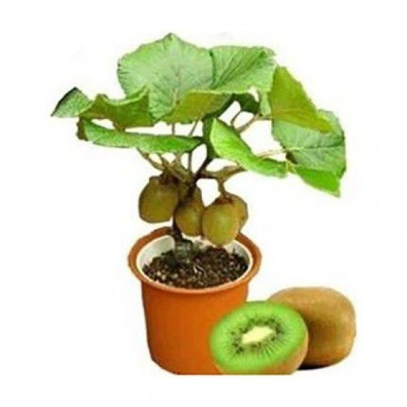 Bodur Kivi Bonsai Ağacı Tohumu 5 Tohum + Saksı + Toprak+Hediye To ürün görseli 1