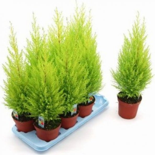 Servi Limon Ağacı Tohumu 5 Adet Tohum + Saksı + Toprak+Hediye Toh ürün görseli 1