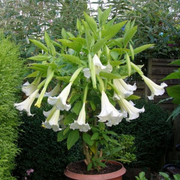 Angel Trumpet Çiçeği Tohumu Melek Borazanı 5 Tohum+Saksı+Toprak+H ürün görseli 1