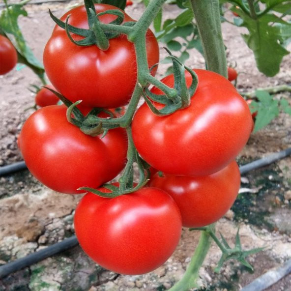 Sırık Domates Tohumu 5 Tohum +Saksı + Toprak Hediye Tohum ürün görseli 1
