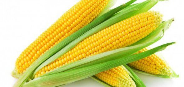 Süt Mısır Tohumu Darı Tohumu Mısır Tohumu 15 Tohum +Hediye Tohum ürün görseli 1