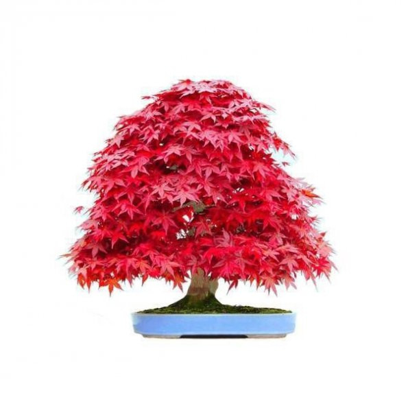 Kırmızı Acer Rubrum Bonsai Ağacı Tohumu Red Maple Tohum+Hediye To ürün görseli 1
