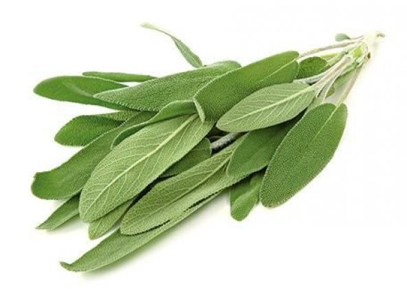 Ada Çayı Tohumu Dağ Çayı Tohumu Çay Tohumu 10 Tohumu+Hediye Tohum ürün görseli 1