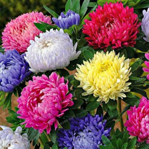 Aster Çiçeği Tohumu Çiçek Tohumu 15 Tohum +Saksı +Toprak +Hediye ürün görseli 1