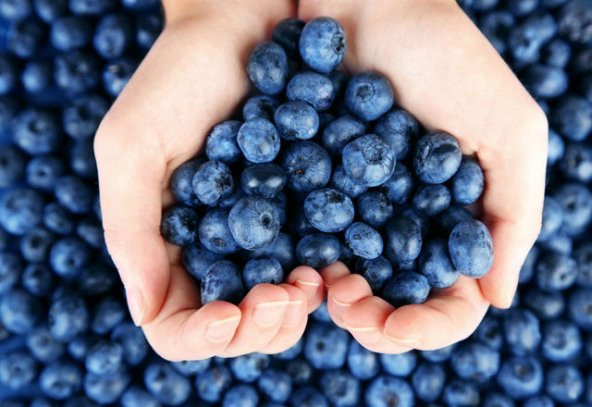 Yaban Mersini Tohumu Blueberry Tohumu 25 Tohum +Hediye Tohum ürün görseli 1