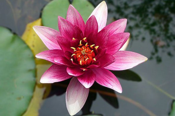 Eko Paket Lotus Çiçeği tohum Nilüfer Çiçeği Tohumu 10 Tohum Hediye ürün görseli 1