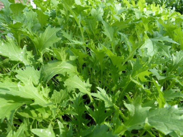 Süper Paket Bahçe Teresi Tohumu( Garden Cress) 800 Tohum+Hediye T ürün görseli 1