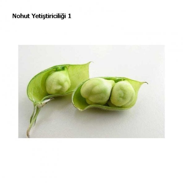 Yeni Mahsül Geleneksel Nohut Tohumu Bol Verim 30 Tohum+Hediye Toh ürün görseli 1