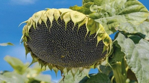 Ay Çekirdeği Çiğdem Güne Bakan Tohumu 15 Tohum + Sürpriz Hediye T ürün görseli 1