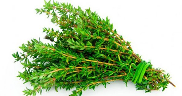 Kekik Tohumu Aromatik Dağ Kekiği tohumu 20 Adet Tohum +Hediye Toh ürün görseli 1