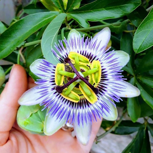 Passiflora Çiçeği Tohumu Çarkıfelek Tohumu 3 Tohum +Saksı+Toprak+ ürün görseli 1