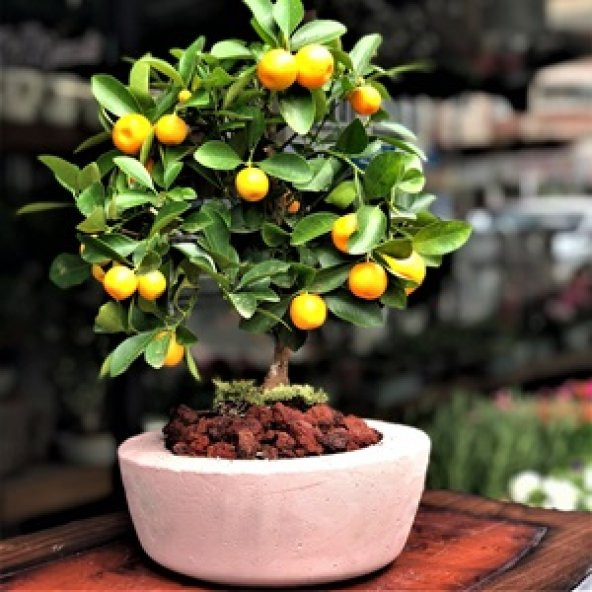 Bodur Bonsai Mandalina Ağacı Tohumu 5 Tohum + Hediye Tohum ürün görseli 1