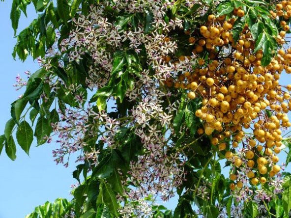 Tespih Ağacı Tohumu Mellia Azadarach Tohumu 10 Tohum +Hediye Tohu ürün görseli 1