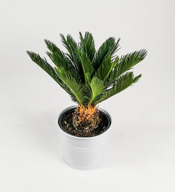 Cycas Ağacı Tohumu Sikas Ağacı Tohumu 3 Tohum +Hediye Tohum ürün görseli 1