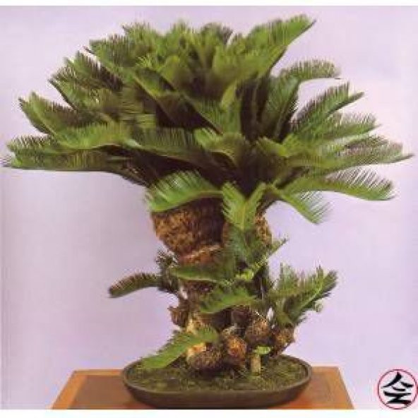 Bodur Bonsai Palmiye Ağacı Tohumu 3 Tohum + Spriz Hediye Tohum ürün görseli 1